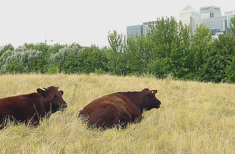 Image of the Mudchute farm