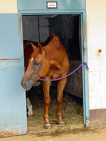 Image of the Mudchute farm