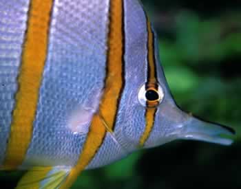 Image of the London Aquarium